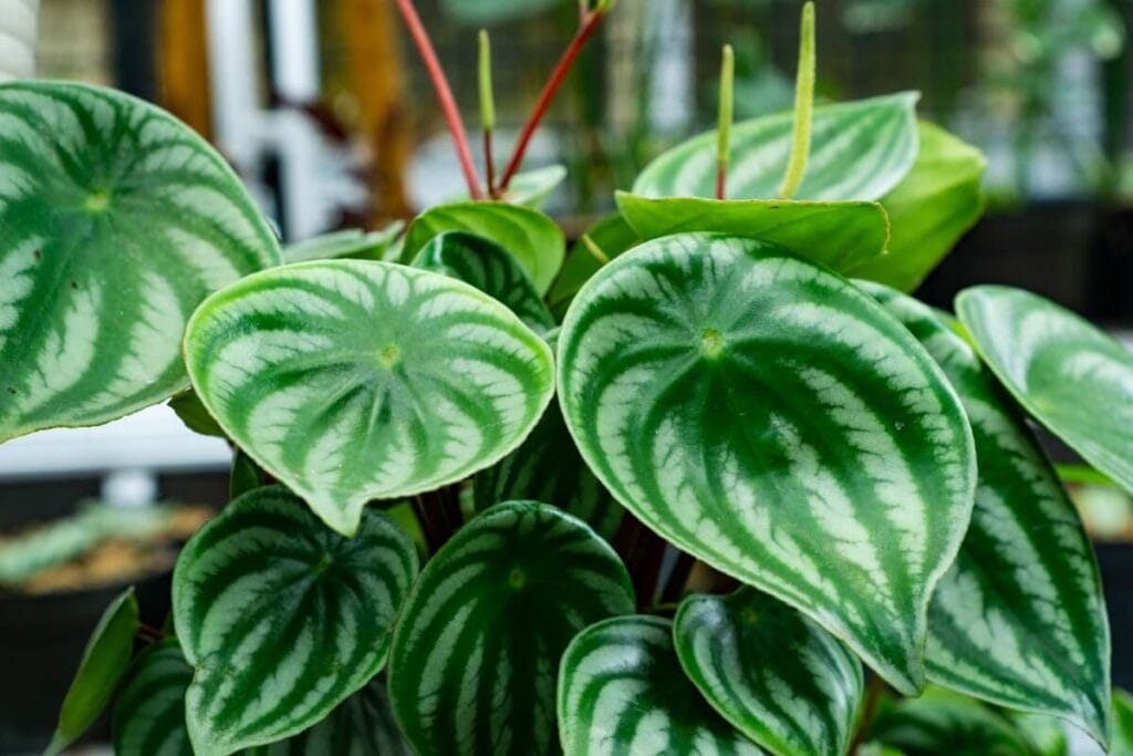 A watermelon peperomia plant growing indoors