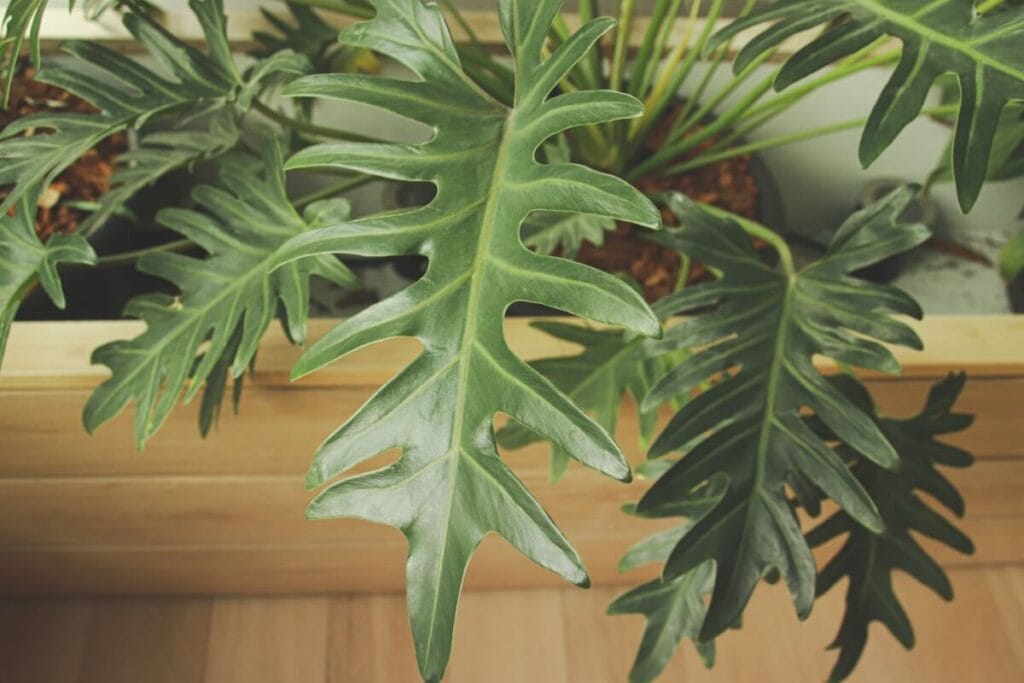 A split leaf philodendron plant growing indoors