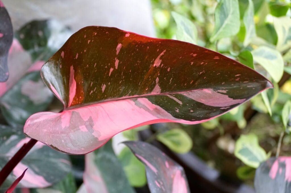 Philodendron Pink Princess leaves displaying pink and green variegation in the leaves