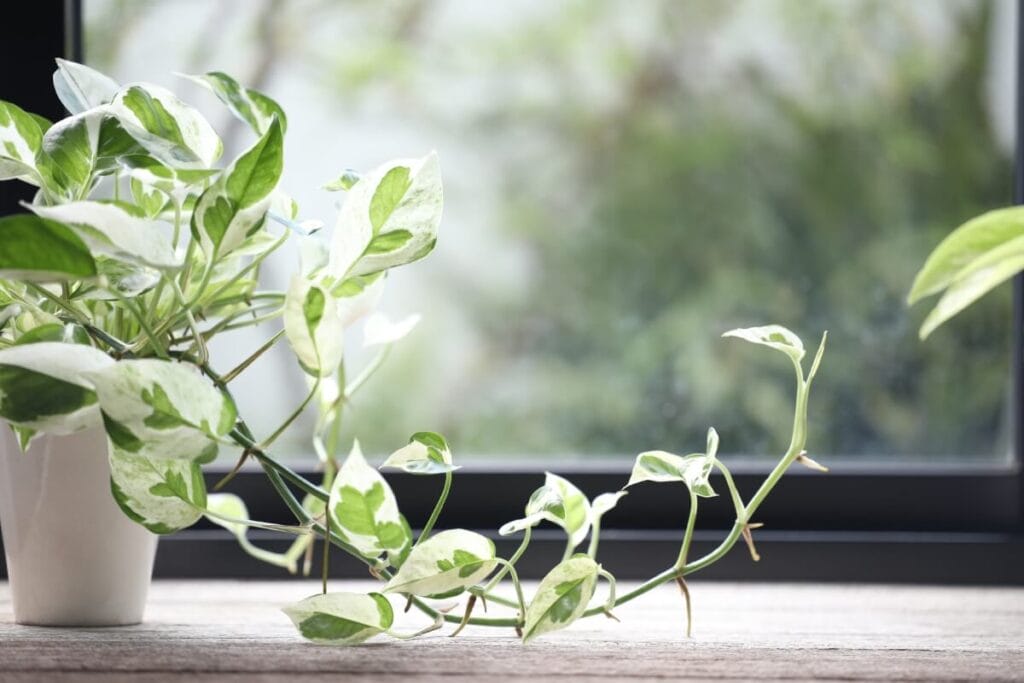 A variegated pothos plant growing next to a window