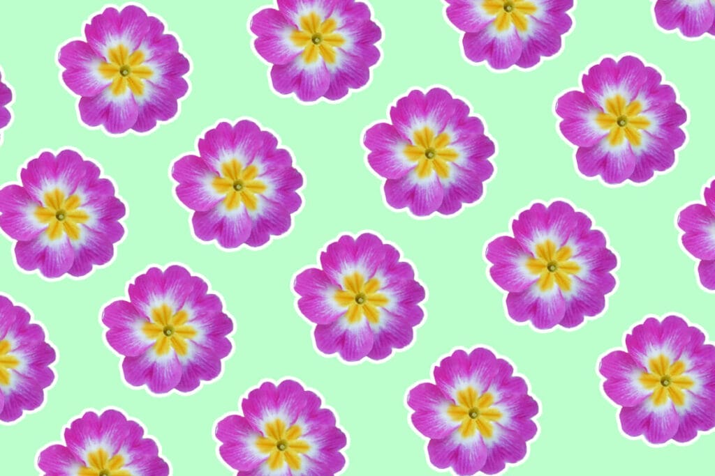 Primrose Flower Meaning and Symbolism