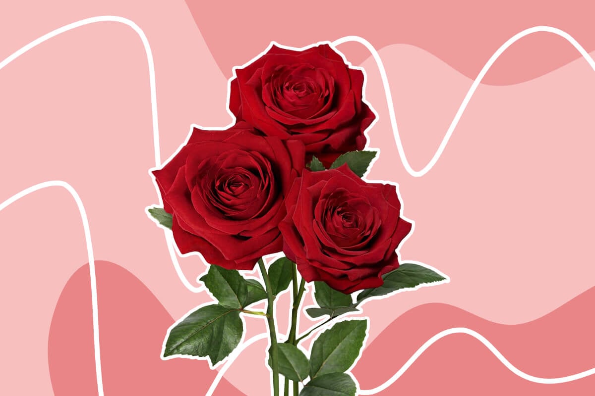 Symbolic red flowers in bloom