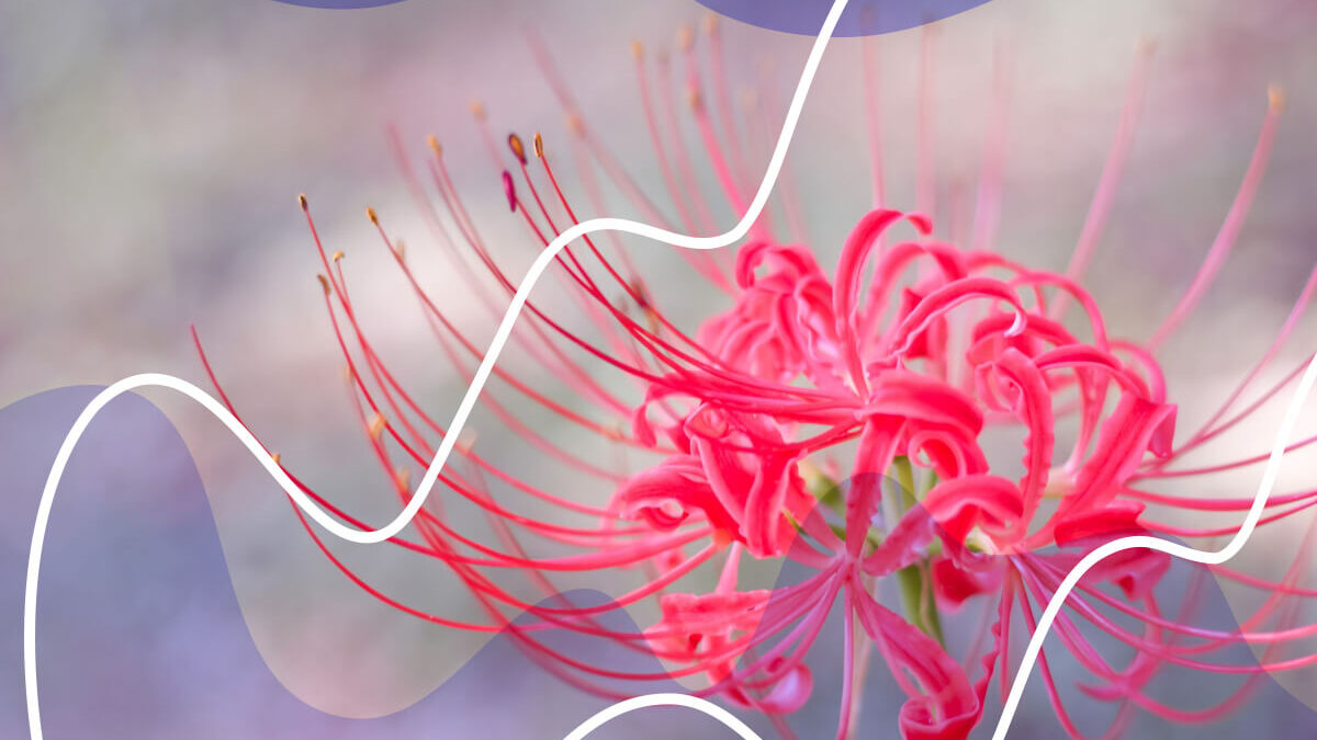 What the Red Spider Lily Symbolizes - Petal Republic