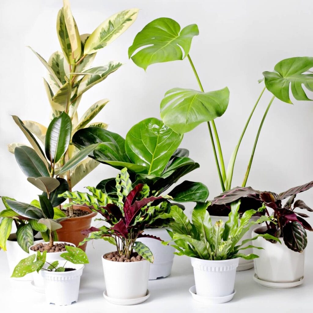 A collection of houseplants including rubber plants and monstera plants