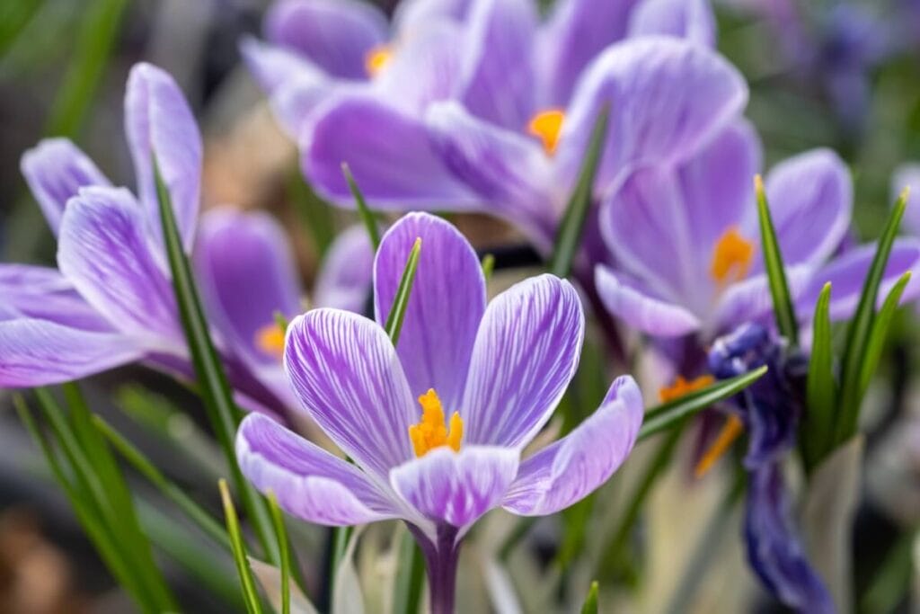 Purple Saffron Crocus flowers in bloom with golden yellow stamens