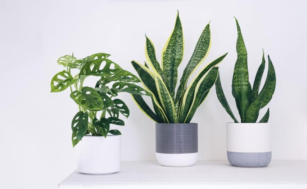 Young snake plants and a monstera plant sitting on a white ledge