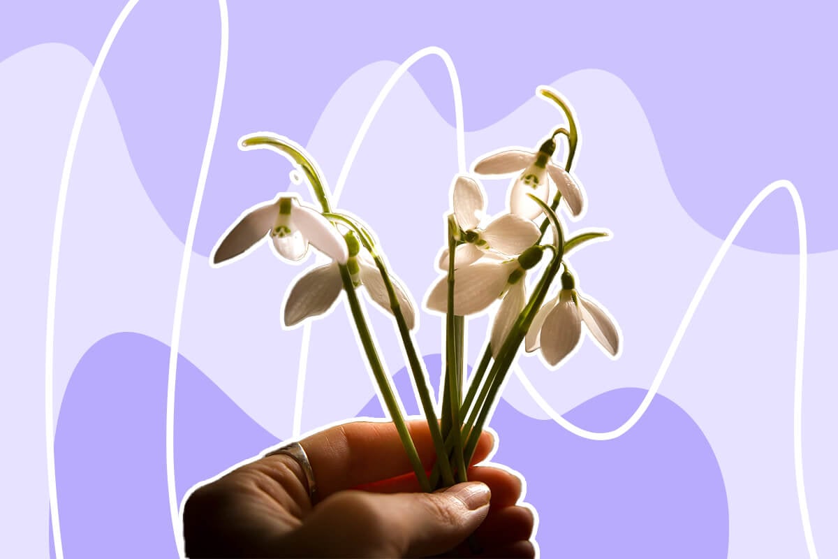 Snowdrop Flower Meaning and Symbolism