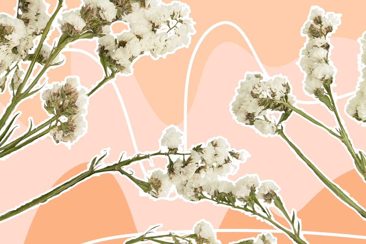 Statice Flower Meaning and Symbolism
