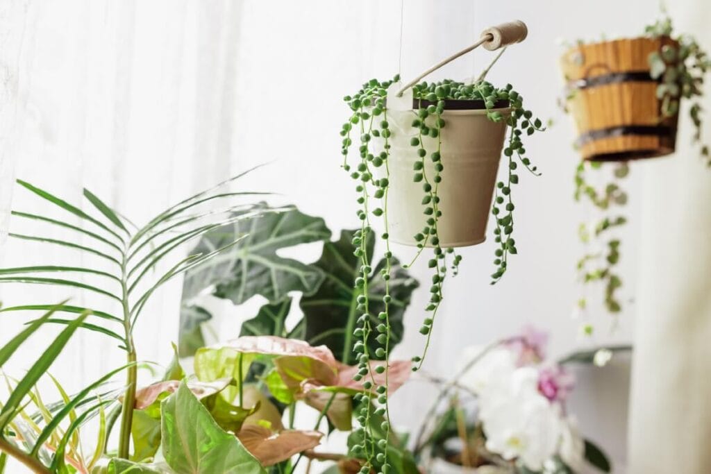 A string of pearls succulent plant in a hanging planter with cascading pearl-like foliage
