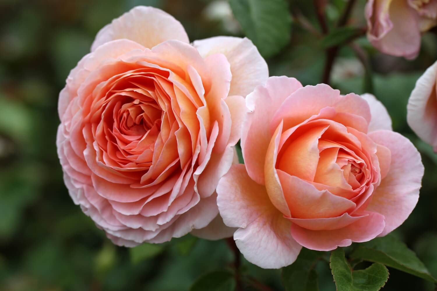 The Art and Science of Rose Hybridization