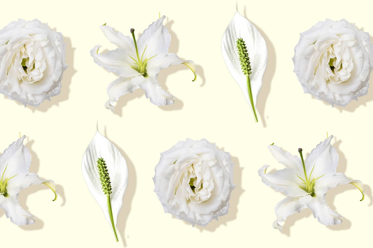 The Meaning and Symbolism of White Flowers