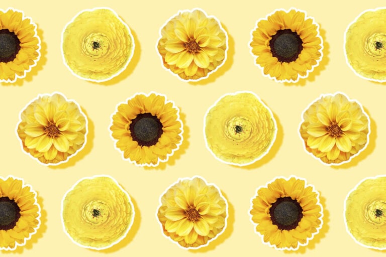 Ultimate Guide To Yellow Flower Meaning and Symbolism Around the World