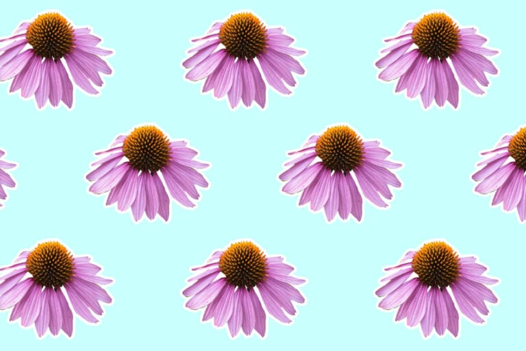 Ultimate Guide to Echinacea (Coneflower) Meaning and Symbolism