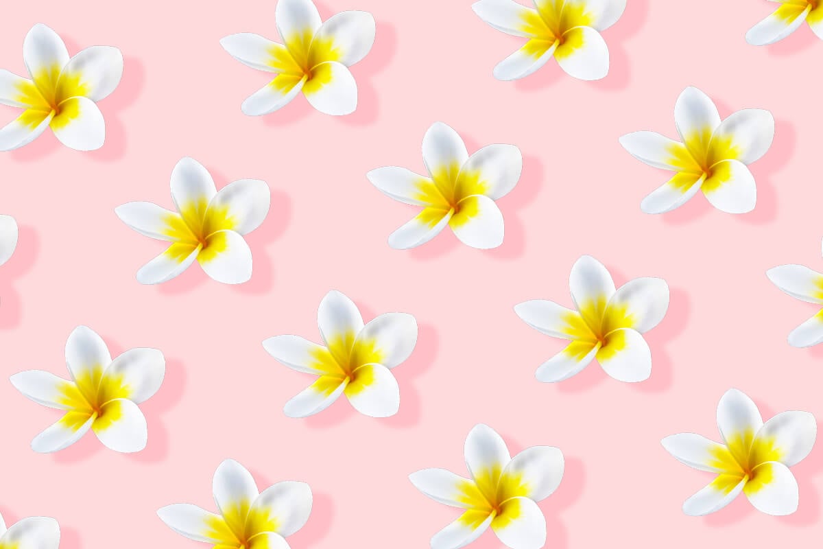 Ultimate Guide to Frangipani (Plumeria) Meaning and Symbolism