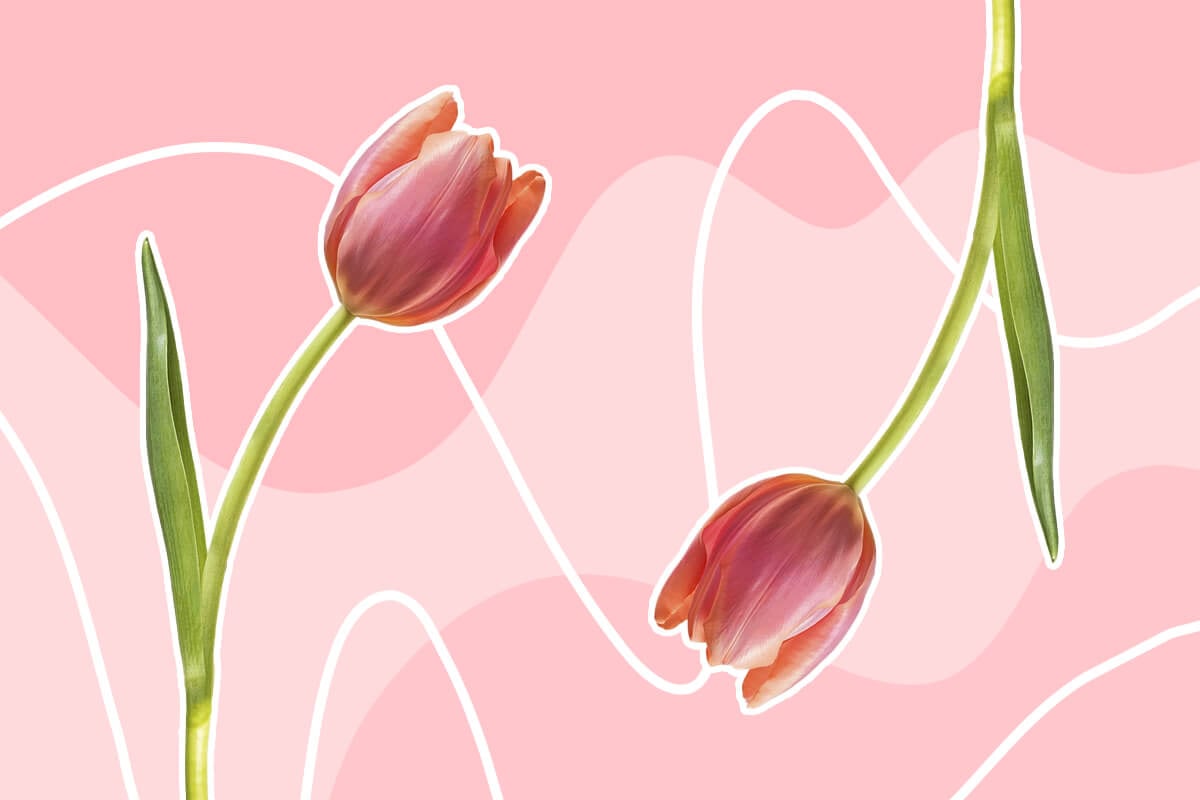 Pink symbolic tulip flowers