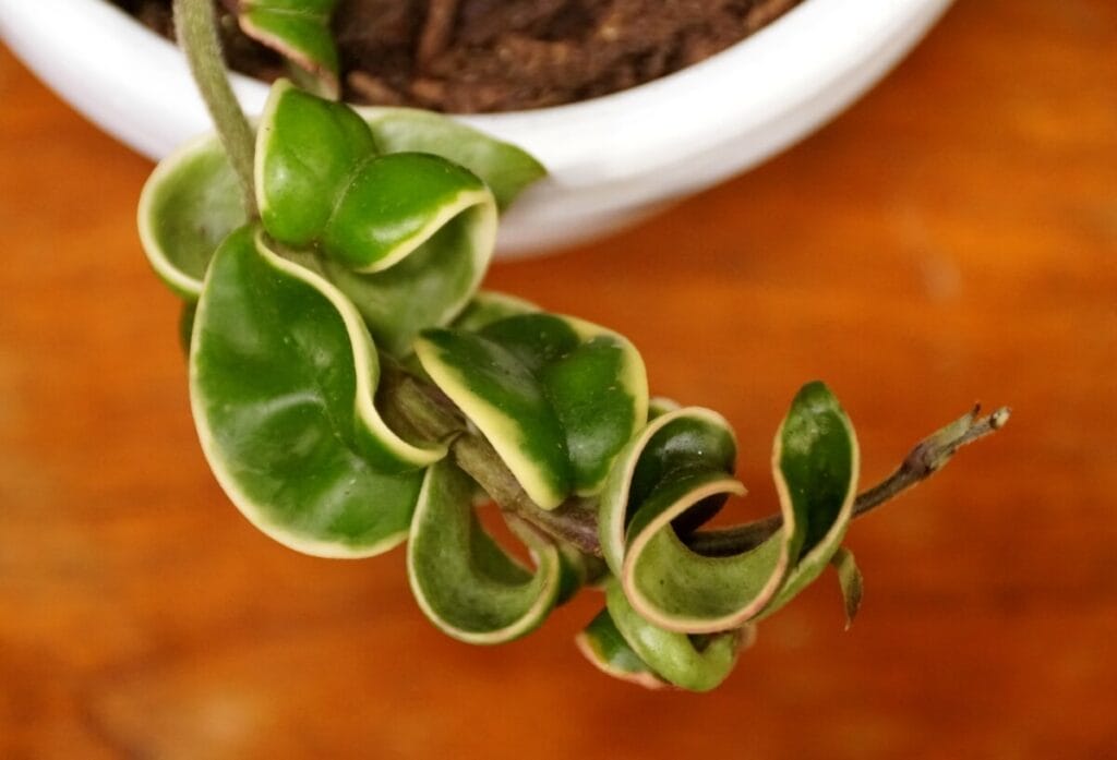 Variegated Hoya Carnosa Compacta