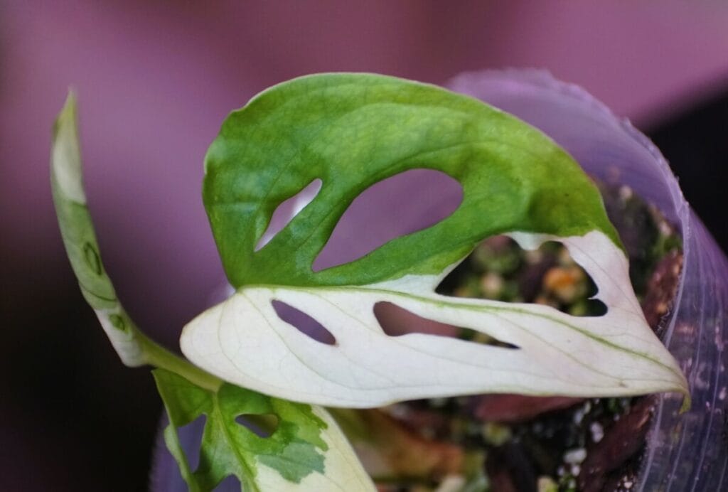 Variegated Monstera Adansonii displaying fenestrated leaves with green and white colors
