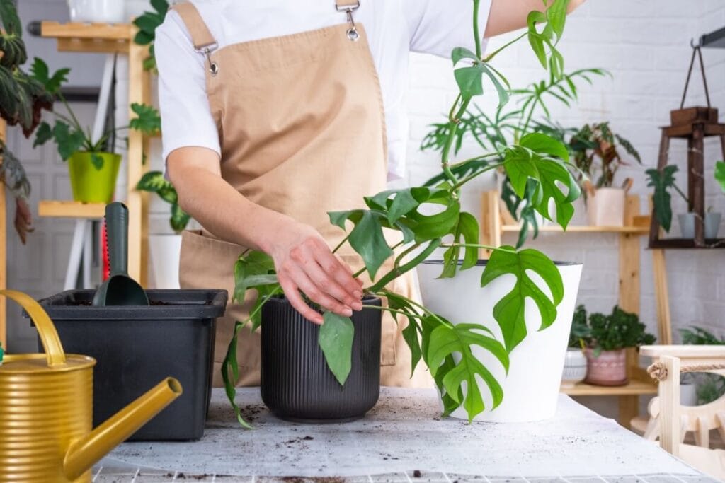 Variegated Philodendron Minima plant being repotted