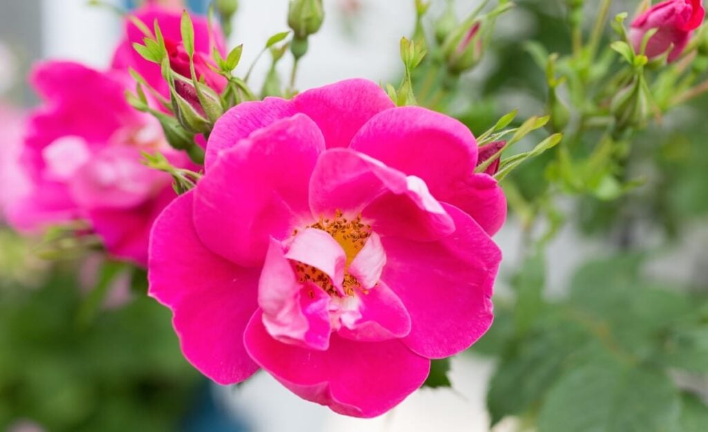 William Baffin Rose
