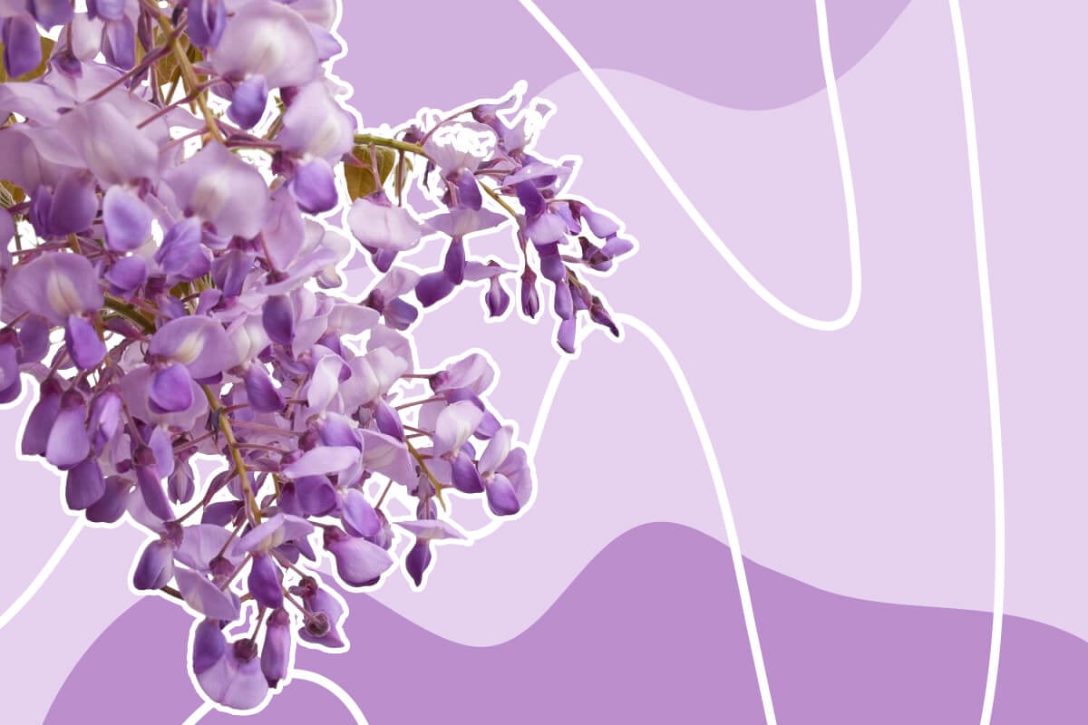 Symbolic Wisteria Flowers in bloom