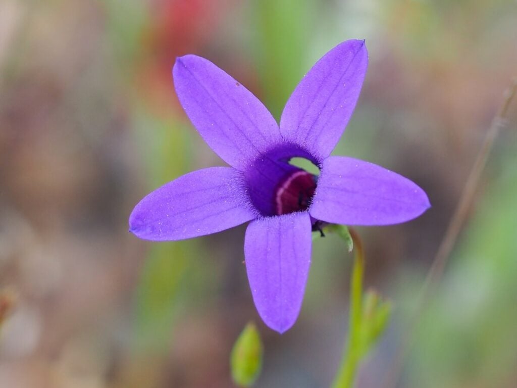 Andalusian Bellflower growing natively in Spain 