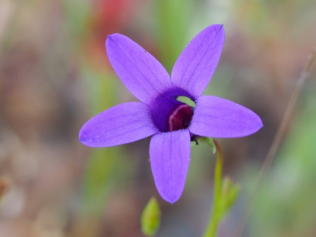 30 Beautiful Native Spanish Flowers to Admire Petal Republic