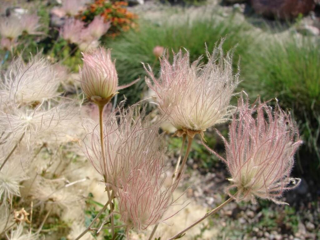 Apache Plume (Fallugia paradoxa)