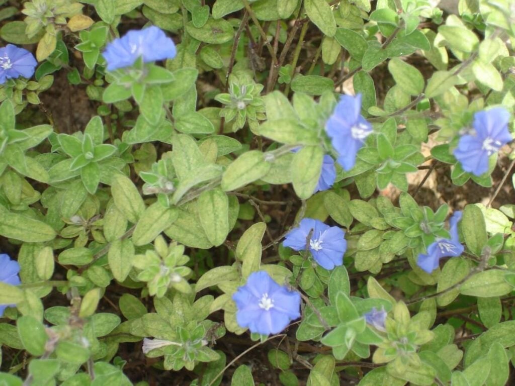 Arizona Blue-eyes (Evolvulus arizonicus)