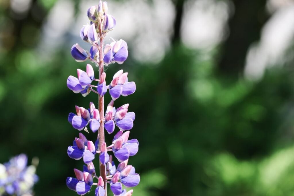 Arizona Lupine (Lupinus arizonicus)
