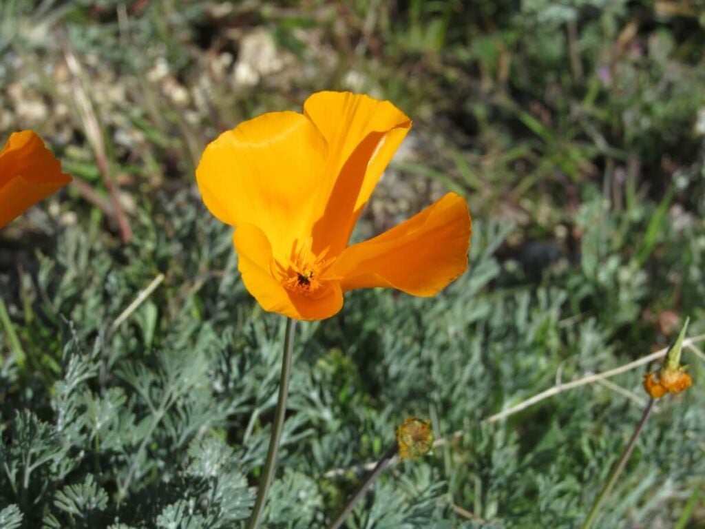 Arizona Poppy (Kallstroemia grandiflora)