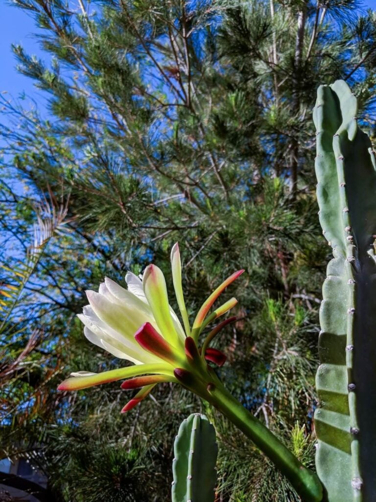 Arizona Queen-of-the-Night (Peniocereus greggii)