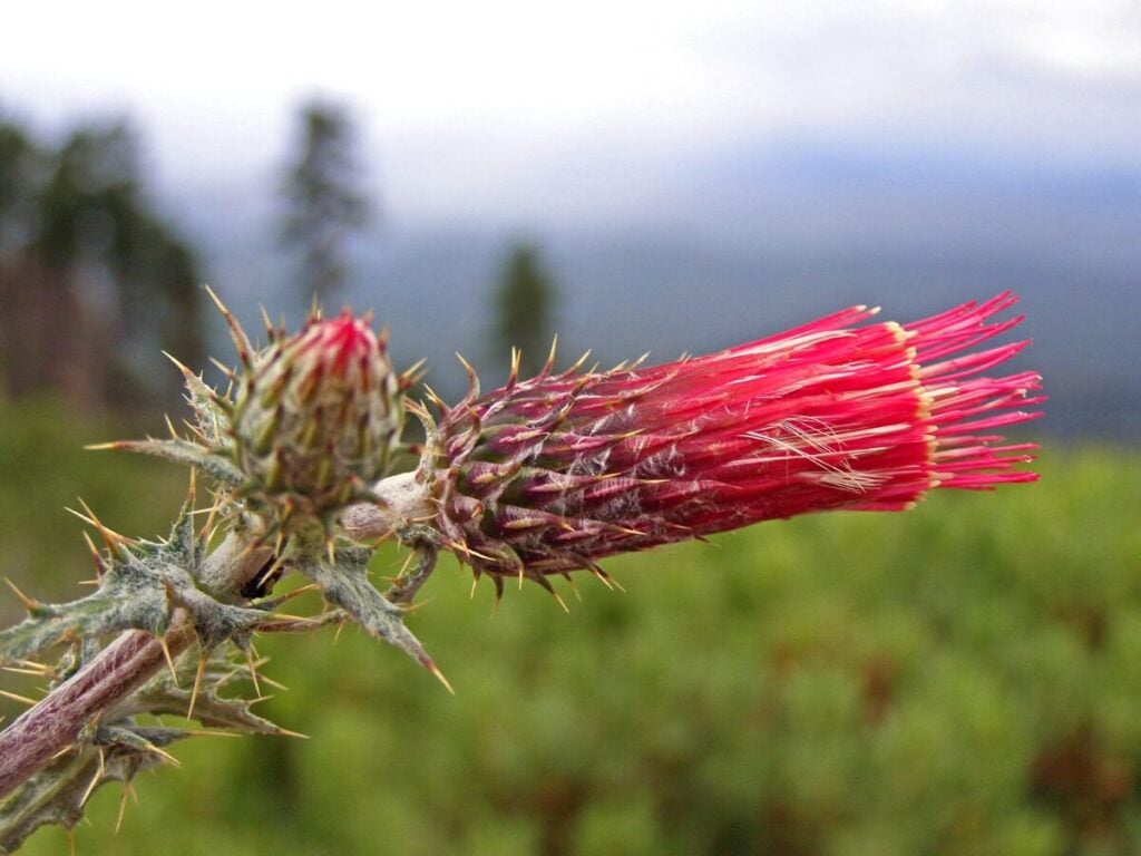 Arizona Thistle (Cirsium arizonicum)