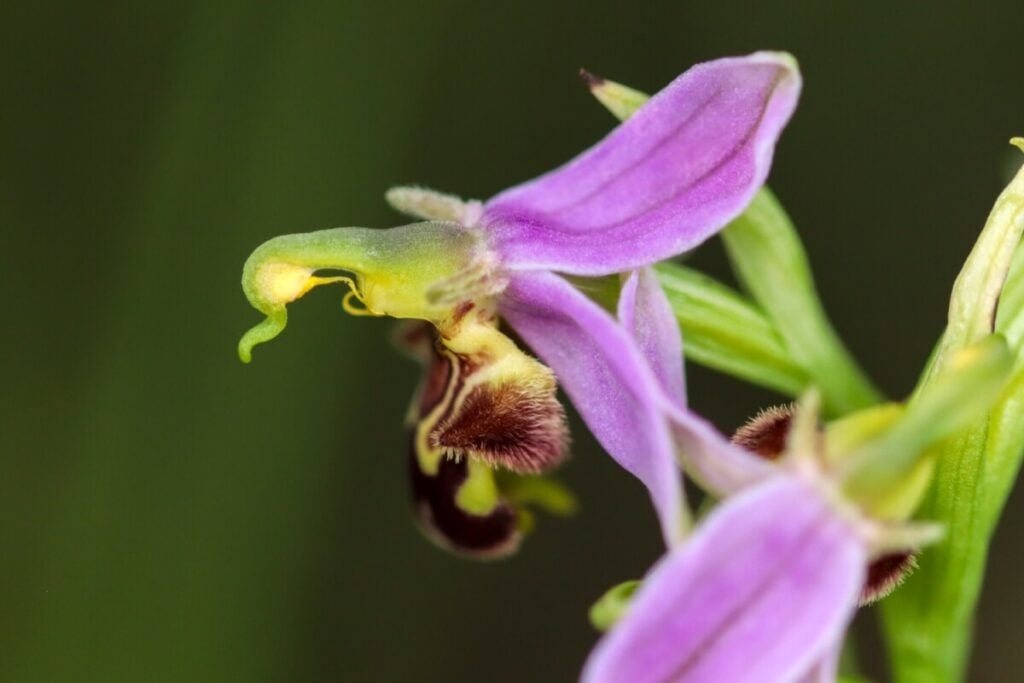 Bee Orchid