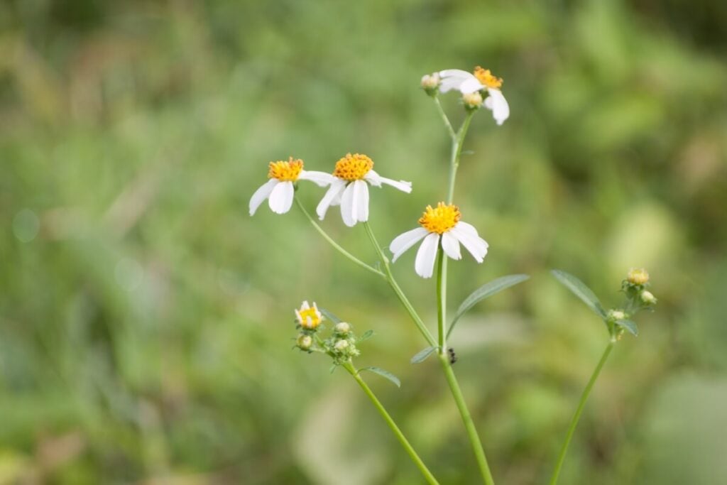 Blackfoot Daisy (Melampodium leucanthum)