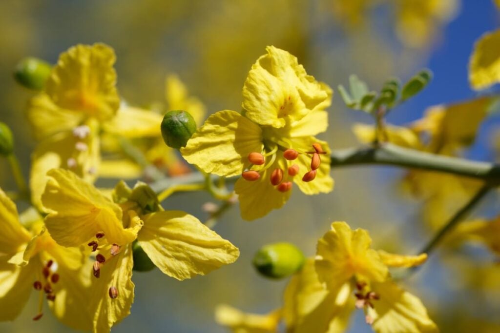 Blue Palo Verde Blossom (Parkinsonia florida)