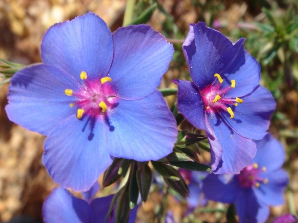 Blue Pimpernel flowers in bloom 
