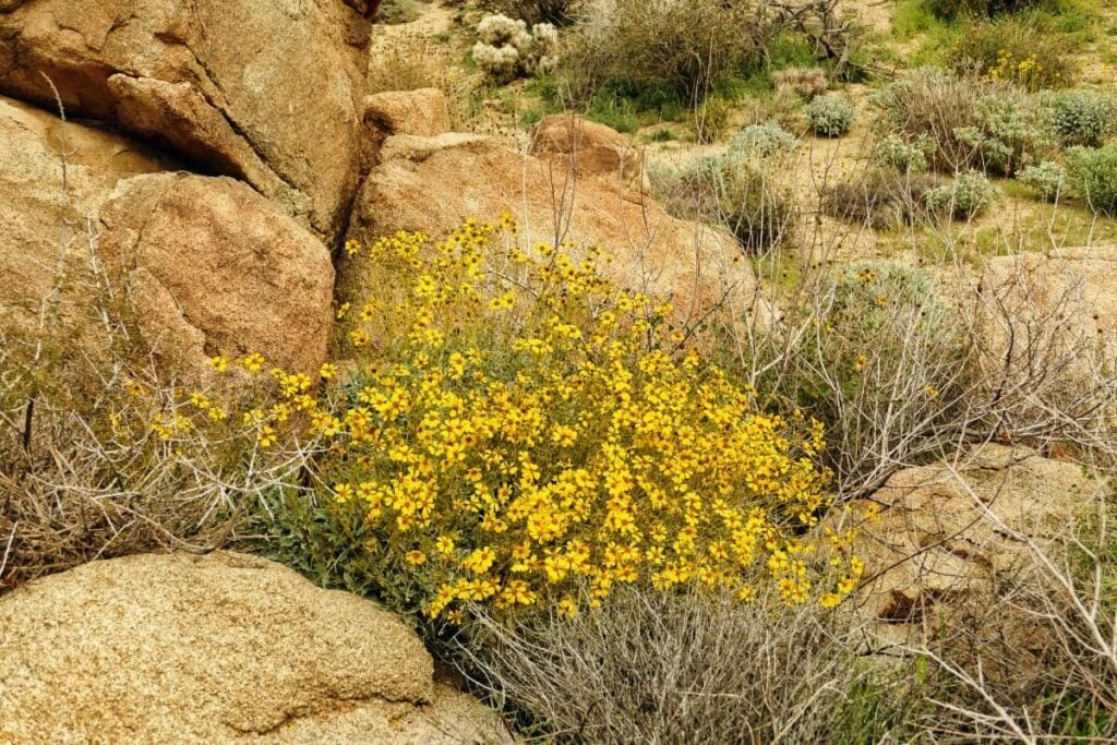 Brittlebush (Encelia farinosa)