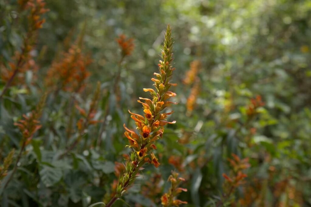 Canary Island Foxglove flowers in bloom 