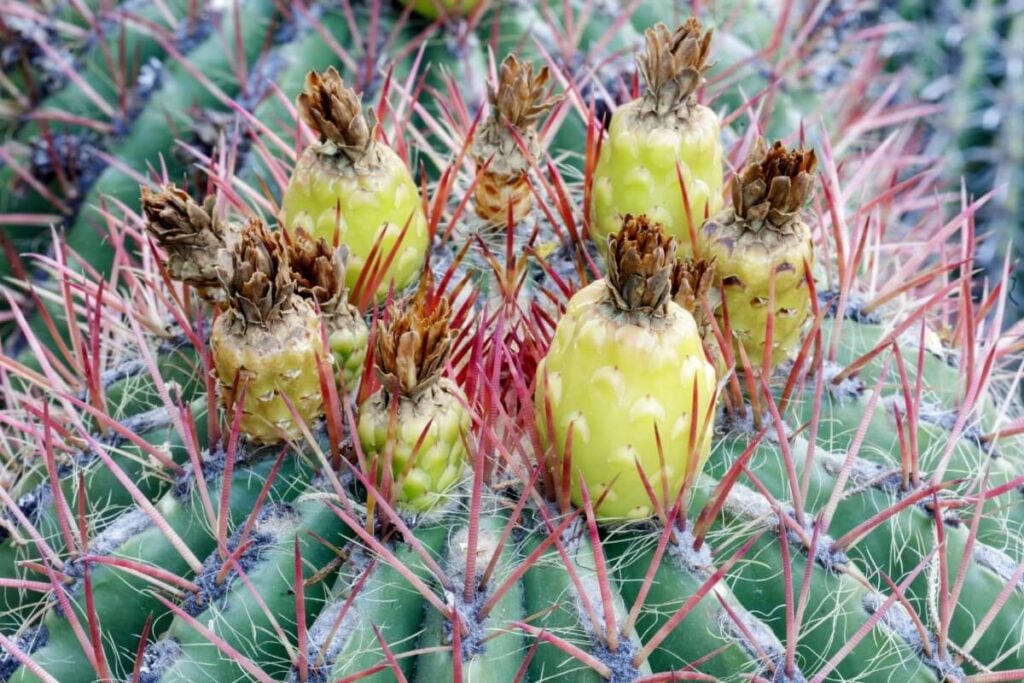 Candy Barrel Cactus Flower (Ferocactus wislizeni)