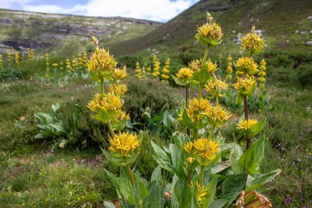 Yellow Cantabrian Gentian flowers in bloom 