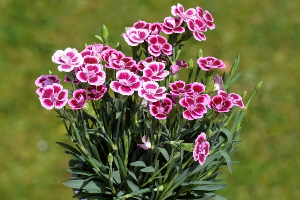 Pink and purple Carnation flowers growing natively in Spain 