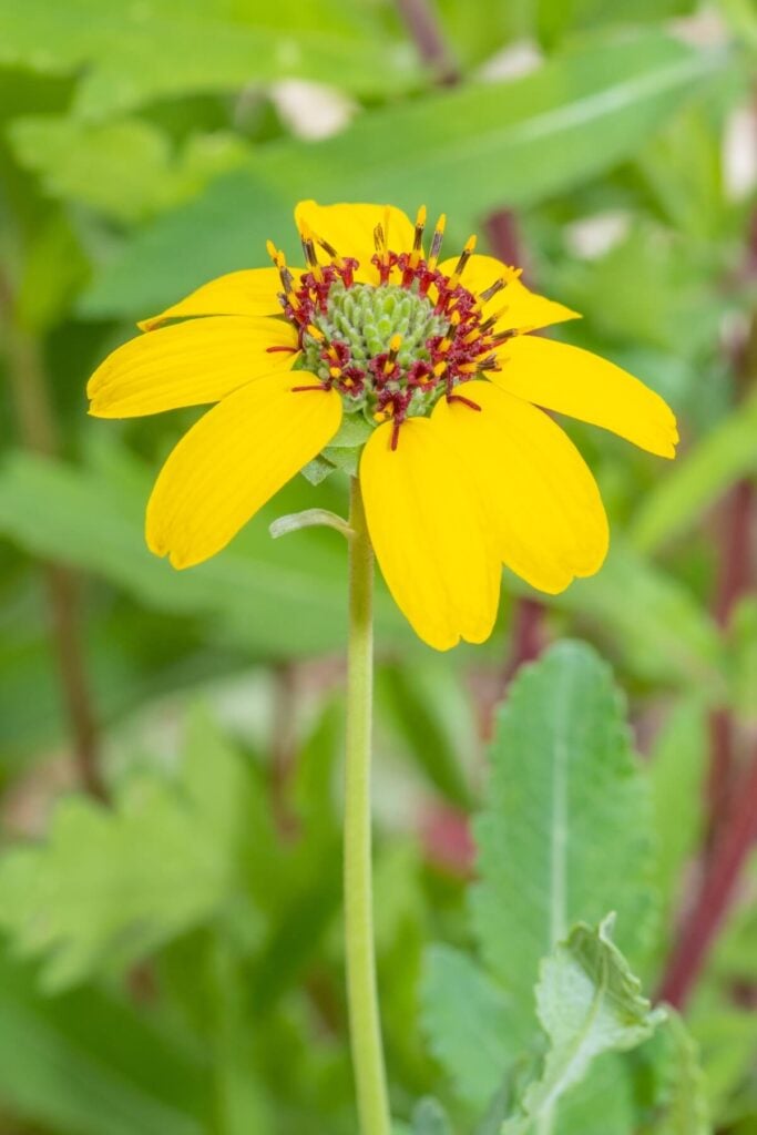 Chocolate Daisy (Berlandiera lyrata)