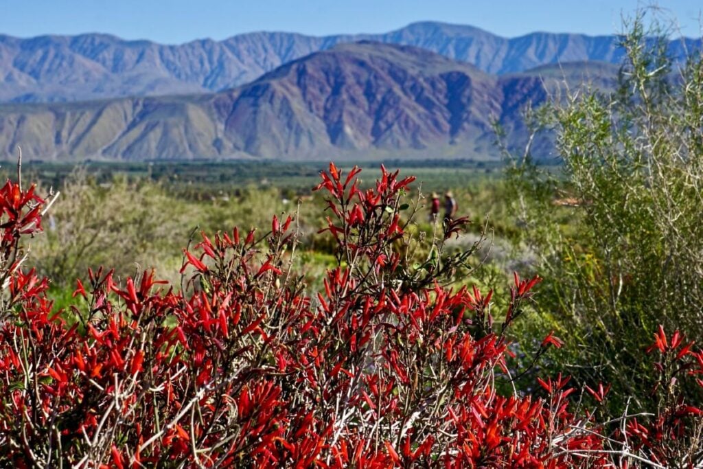 Chuparosa (Justicia californica)