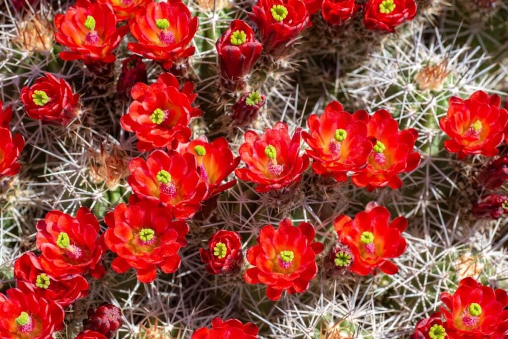 Claret Cup Cactus Flower (Echinocereus triglochidiatus)