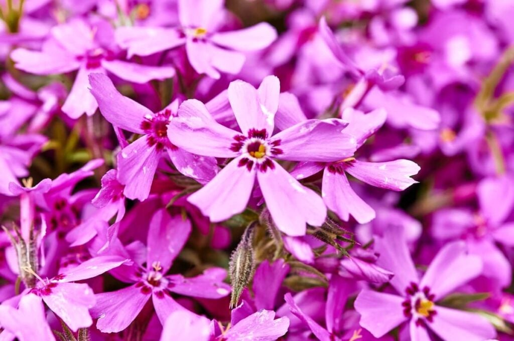 Cold-desert Phlox (Phlox stansburyi)