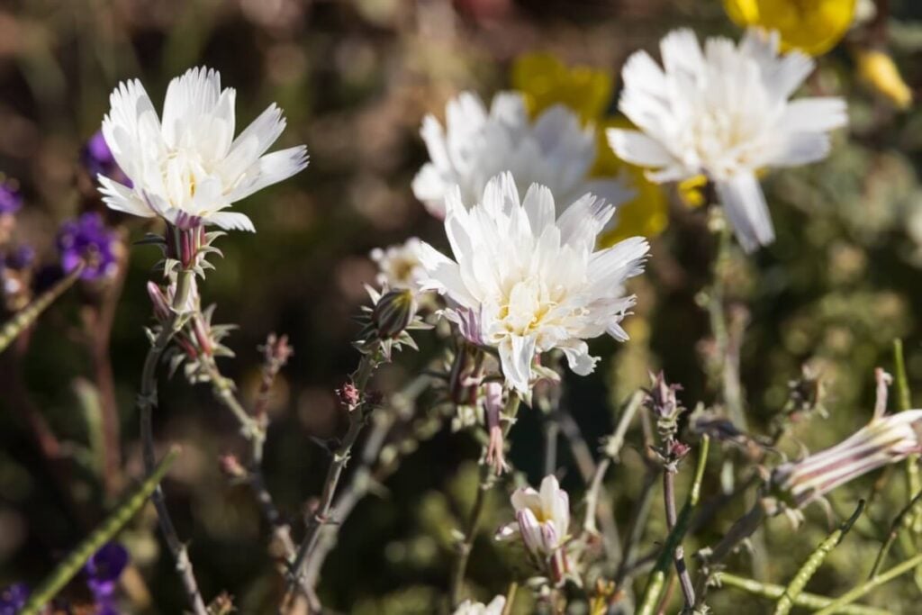 Desert Chicory (Rafinesquia neomexicana)