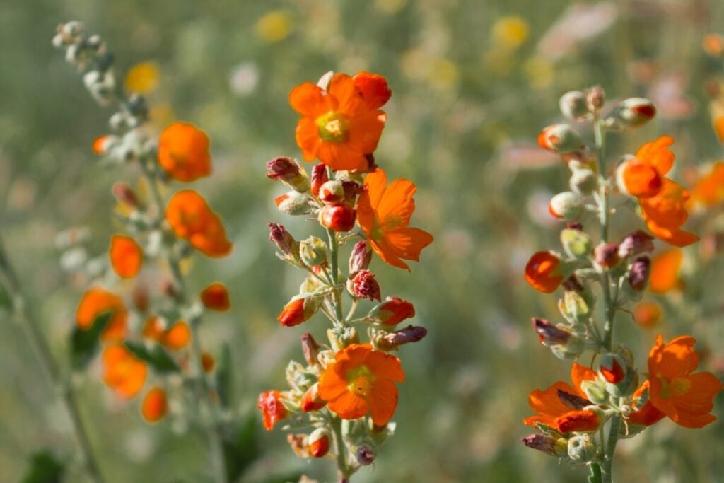 Desert Globe Mallow (Sphaeralcea ambigua)