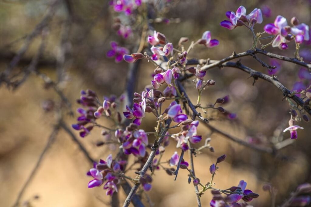 Desert Ironwood (Olneya tesota)
