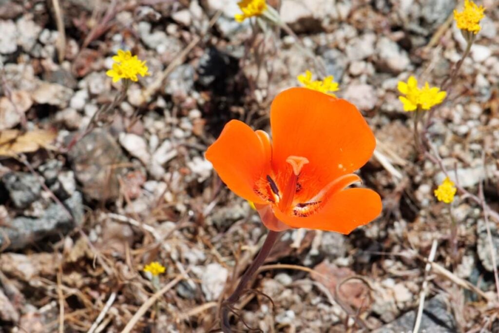 Desert Mariposa Lily (Calochortus kennedyi)