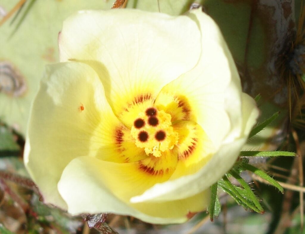 Desert Rosemallow (Hibiscus coulteri)
